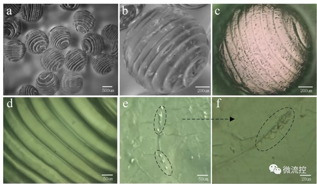 图4.基于该方法制造的螺旋异质凝胶微球