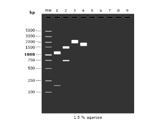 看PCR产物的电泳条带