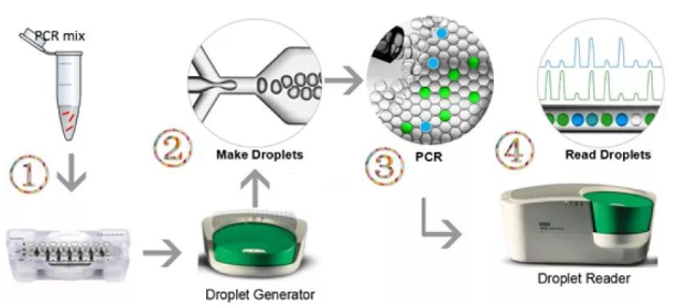 微滴式数字PCR