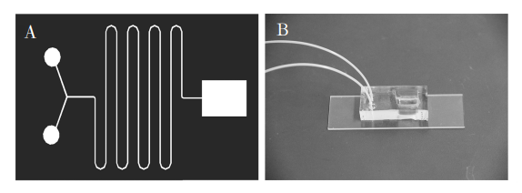 图1(A)芯片结构示意图;(B)制备的微流控芯片照片Fig．1(A)Diagramofchipstructure;(B)Photooffabricatedmicrofluidicchip的通道宽度相同。