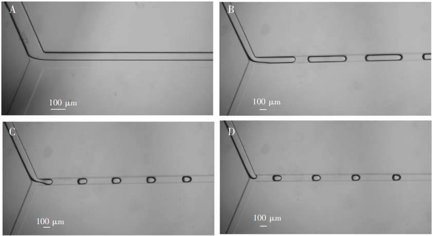 图3(A)0弯折通道形成两相流;(B)4弯折通道形成长液柱;(C)8弯折通道，液滴大小接近通道宽度;(D)12弯折通道，液滴大小接近通道宽度，但稳定时间较长
