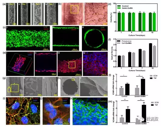 基于二次交联方法构造的水凝胶基血管芯片