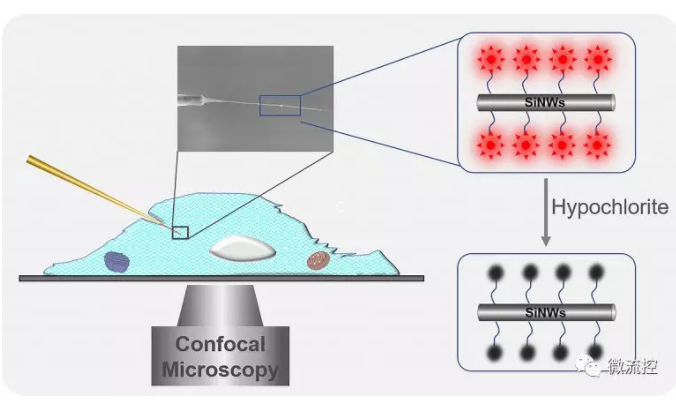 单根硅纳米线荧光传感器实现单细胞中内源性次氯酸的检测