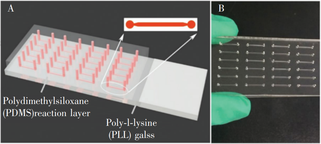 冰毒检测微流控芯片:(A)芯片结构示意图;(B)芯片实物图