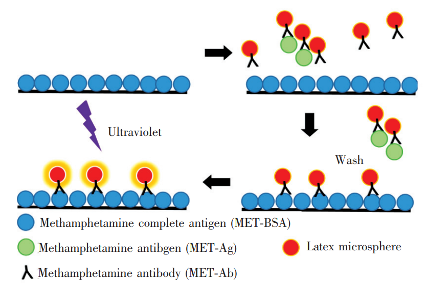 基于时间分辨荧光免疫竞争法检测冰毒的步骤示意图