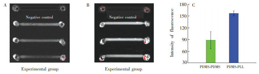 图3(A)PDMS-PDMS芯片检测MET-Ab的结果荧光图;(B)PDMS-PLL芯片检测MET-Ab的结果荧光图;(C)PDMS-PDMS芯片和PDMS-