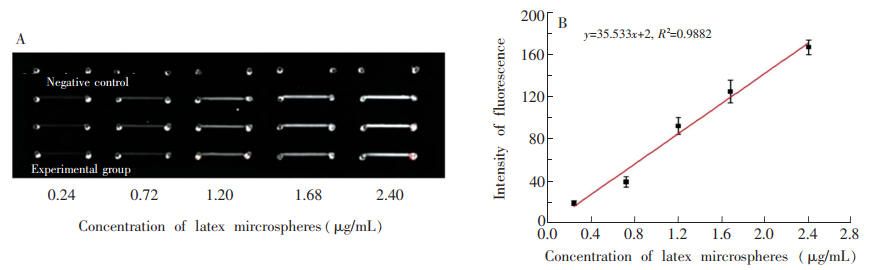 图4(A)PDMS-PLL杂合芯片检测梯度连接在乳胶微球上的MET-Ab的荧光图;(B)对应图(A)的“乳胶微球-灰度值冶曲线