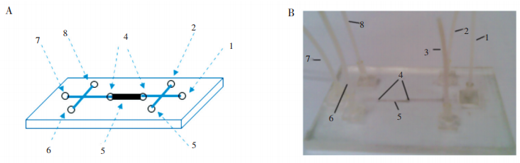 磁珠芯片图:(A)为示意图;(B)为实物照片1.磁珠溶液进口;2.样品与淋洗液进口;3.洗提液进口;4.双堰;5.磁珠固定区域;6.样品与淋洗液出口;7.磁珠出口;8.洗提液出口