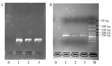 提取液(A)及其PCR产物(B)的凝胶电泳图0.空白;1.商品化DNAkit提取的基因组DNA;2.磁珠芯片提取的DNA;3.自制磁珠在芯片外提取的