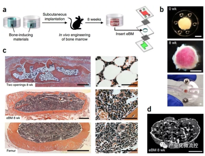 骨髓芯片 Bone marrow–on–a–chip-骨髓造血干细胞的体外生物生理学