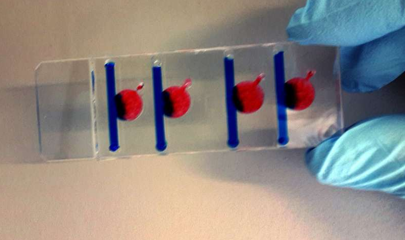 在四个腔室中的任何一个腔室中，可以产生影响细胞生长的不同条件。图片来源：维也纳科技大学