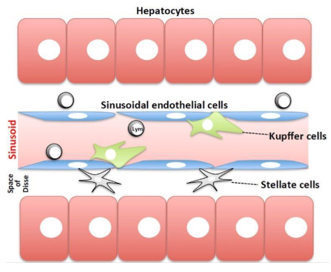 图1.肝窦的方案。血液流动的正弦曲线与由肝细胞组成的薄壁组织，通过窦状内皮细胞膜和Disse空间分离。4种主要类型的细胞是内皮细胞，库普弗细胞和星状细胞（非实质细胞）和肝细胞。图来自Tsutsui等[9]。