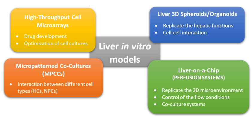 图2.肝脏体外模型的常用方法的图形表示。这些方法可分为非灌注系统（MPCC，3D球体）和灌注系统（肝脏上芯片），而高通量细胞微阵列通常用于药物筛选和开发[2] [10]。