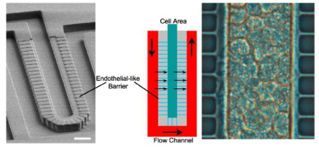 图3. Lee等人设计的人造肝窦。流动通道和细胞室宽50μm，高30μm。这两个区域分别模拟血管和肝实质，并由一个由平行微通道（2 x1μm - 宽x高）组成的屏障隔开，该微通道起肝脏内皮细胞（LSECs）的作用。屏障允许同时将肝细胞紧密包裹在细胞区域（右图），同时确保低剪切应力。（比例尺50μm）。来自Moraes等人的图。