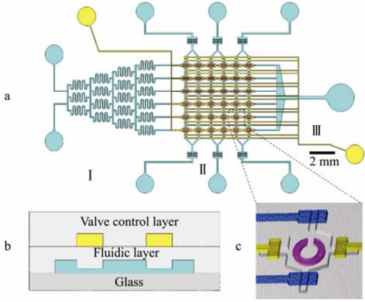 图 1 微流控细胞阵列芯片设计示意图