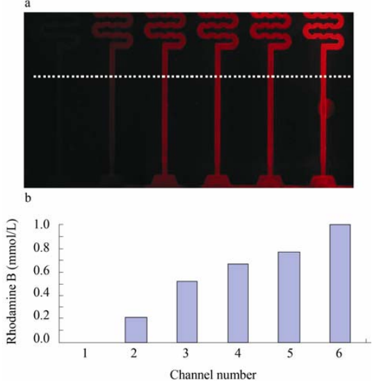 图 5 芯片的罗丹明 B 药物浓度梯度的表征