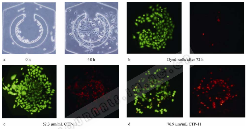 图 7 细胞在芯片培养腔的培养、药物作用与检测