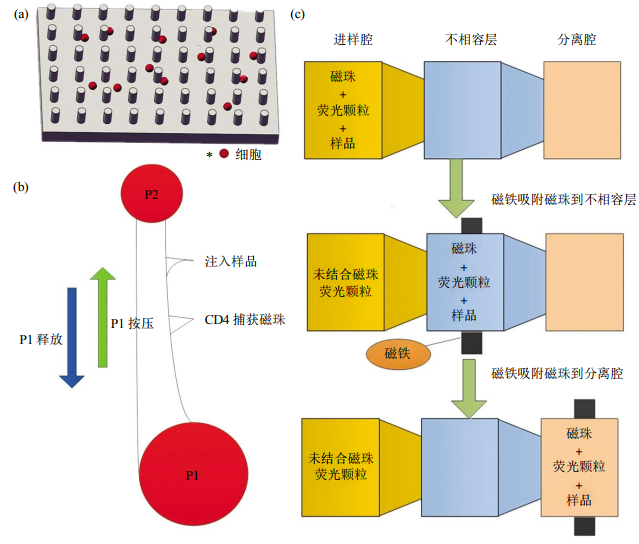 图2免疫捕获细胞分离芯片结构示意图(a)抗体特异性细胞捕获示意图。(b)磁珠细胞分离芯片示意图。(c)表面张力不相容过滤筛选芯片示意图