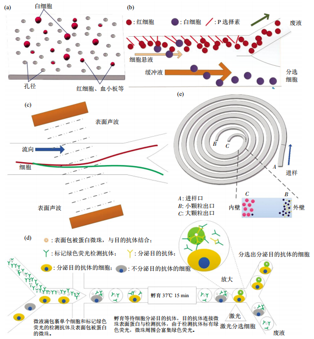图3无标签细胞分离方法芯片结构示意图(a)小孔径拦截酯膜电镜图。(b)非对称流系统细胞分离示意图。(c)斜角表面声波技术细胞分离。(d)微液滴细胞分选。(e)多路复用螺旋微流控芯片细胞分离示意图
