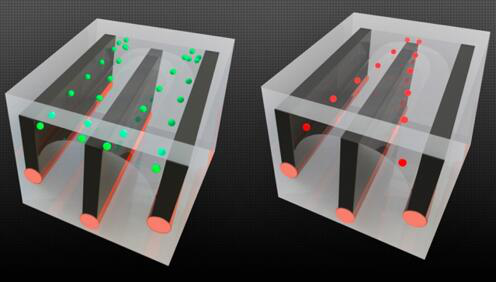 图片显示了麻省理工的研究人员如何在长纤维中整合导线和微流控通道，并展示了细胞分选的能力——将活细胞从死细胞中分离开来，因为这两种细胞对电场的反应不同。以绿色显示的活细胞被拉向通道的外边缘，而死细胞（以红色显示）则被拉到中心，允许它们被送入单独的通道