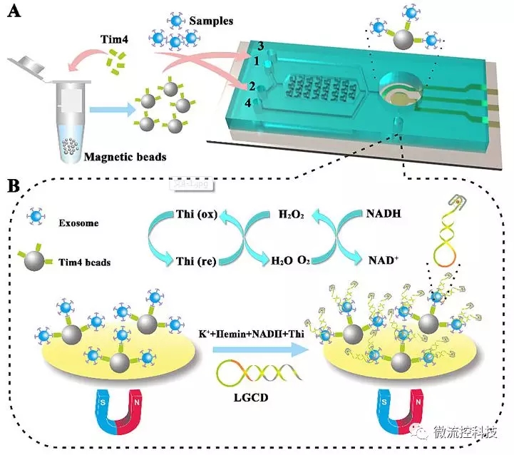 图1.（A）ExoPCD-chip示意图；（B）ITO表面电传感示意图