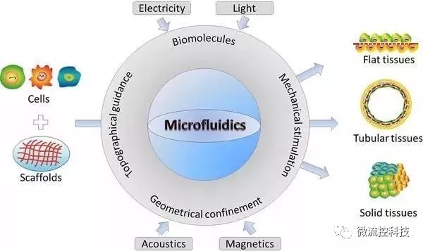 Figure 1.利用微流控芯片“合成”组织示意图