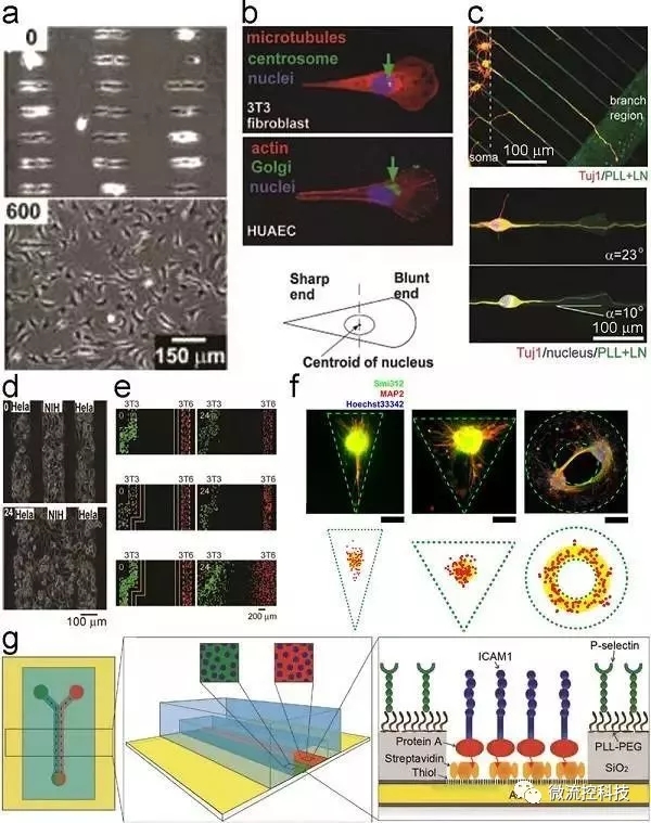Figure 2.细胞粘附和迁移的几何约束和动态控制。
