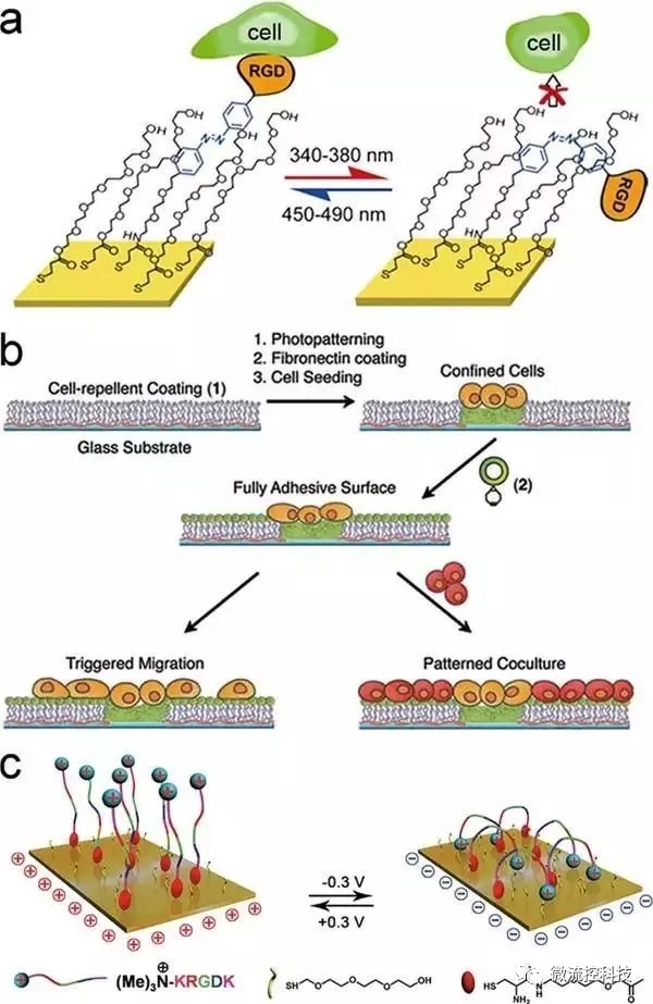 Figure 3.光或电诱导的细胞粘附。