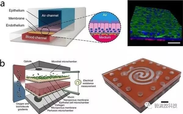 图4.通过微流控技术构建片层组织结构