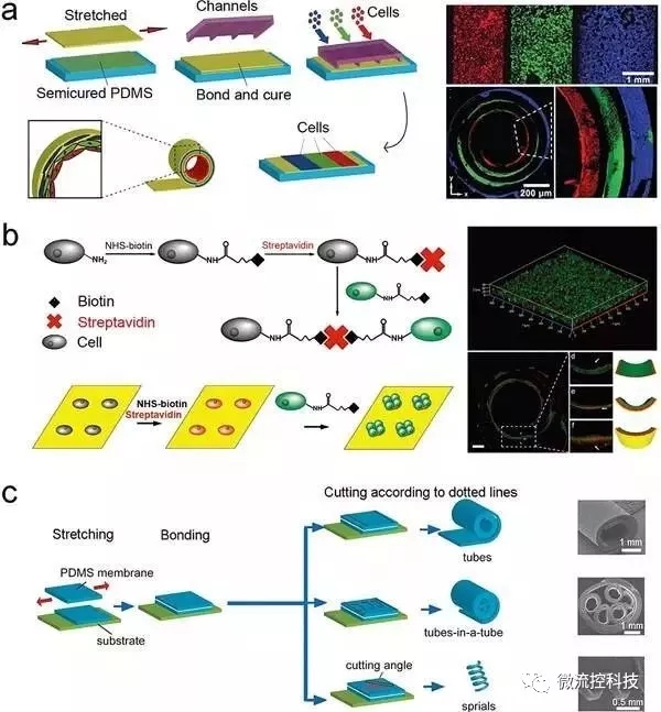 图5.通过应力诱导自卷曲膜（SIRM）来合成管状组织结构