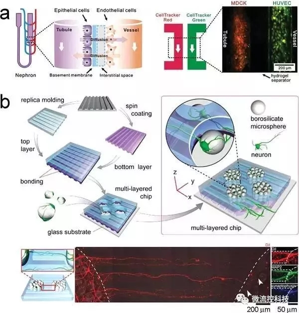 图6.利用微流控芯片通过“一步法”合成组织。