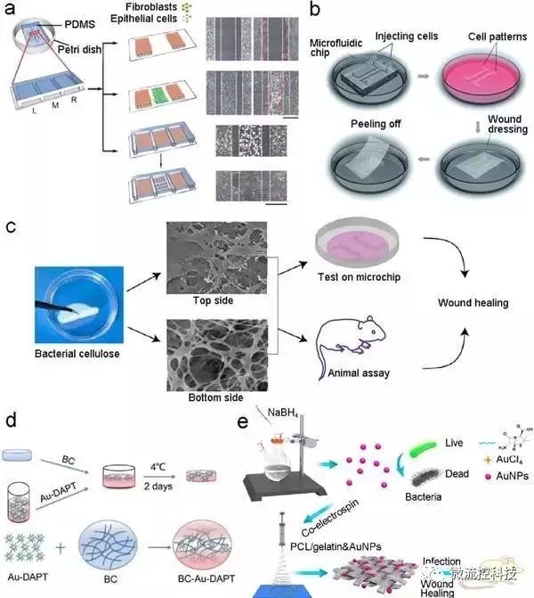 图7.基于微流控芯片的伤口愈合模型和伤口敷料筛选。