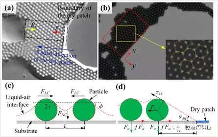 图2 咖啡环内部网络状结构中典型干区的形成机制