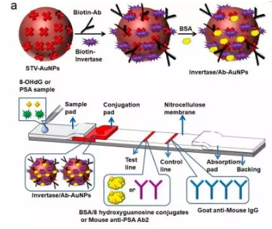 “微流控+智能手机血糖仪” 打造非血糖分子检测平台，量化评估DNA过氧化损伤