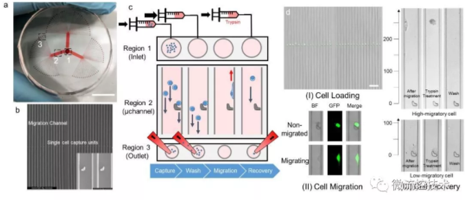 图 1 SCM-chip的结构表征、操作流程和功能表征