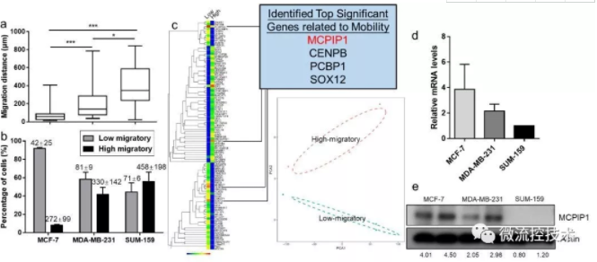 图 2 低迁移能力的乳腺癌细胞呈现MCPIP1高表达