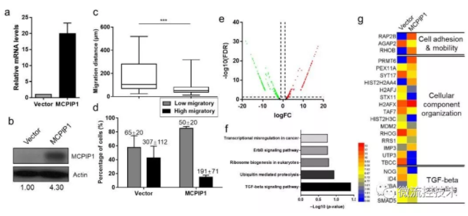 图 3 MCPIP1抑制单细胞迁移并且抑制TGF-beta通路