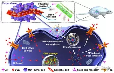利用微流控技术有效提高肿瘤化疗效果