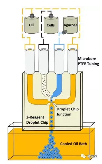 使用具有双试剂、四通道玻璃连接芯片的微流控液滴系统生成琼脂糖微珠