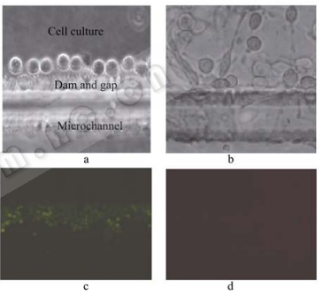 图5细胞在芯片内的图片