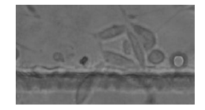 图63T3细胞在培养箱外培养2d的照片