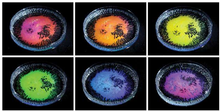 含有透明液滴乳液的培养皿，所述透明液滴乳液由不同密度的油和从不同角度拍摄的水基表面活性剂的混合物制成。当用白光照射时，油滴根据观察方向反射不同的颜色。新的研究解释了这种“结构颜色”是如何根据液滴的大小和曲率以及液滴的全内反射形成的。图片来源：宾夕法尼亚州扎尔扎尔实验室