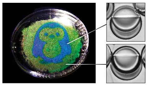 企鹅的图像从水滴中的油反射; 示出了反射蓝色和绿色光的每种类型的液滴的图像。企鹅是通过使用光响应性表面活性剂和光致图案化的液滴形状制成的。图片来源：宾夕法尼亚州扎尔扎尔实验室