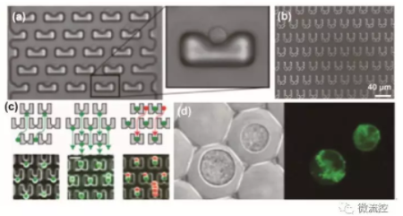 图1 基于流体力学的微流控芯片上的单细胞操控