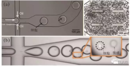 图3 微流控液滴生成与单细胞包裹图