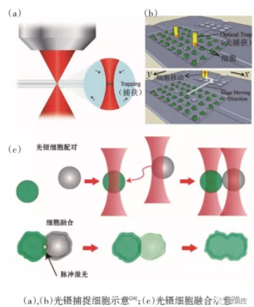 图4 基于光镊技术的微流控芯片中的单细胞捕获