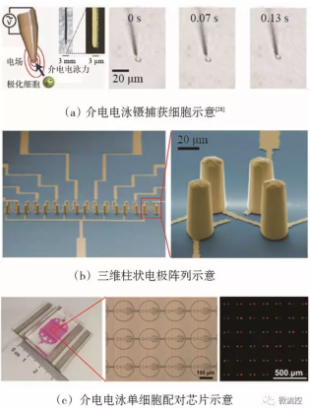 图6 基于介电电泳技术的微流控芯片上的单细胞捕获