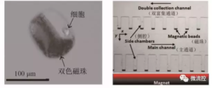 图8 基于磁捕获技术的微流控芯片上的细胞操控