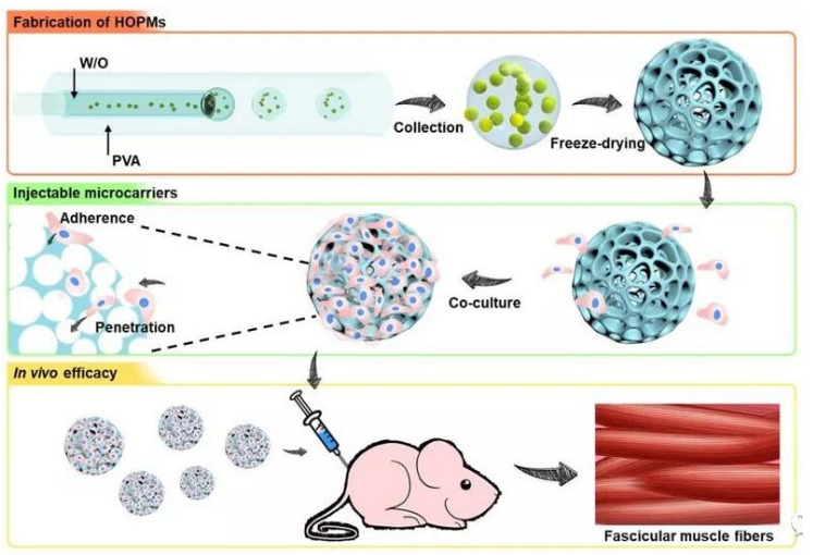 利用微流控技术制备高度贯通多孔微载体
