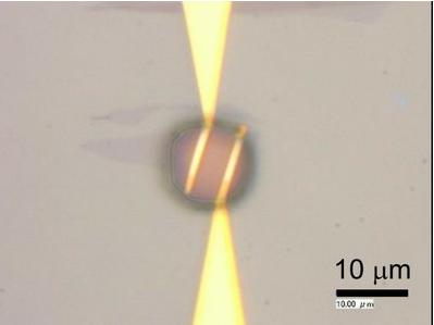 石墨烯和微流控技术用于细菌检测